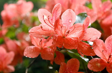 春の雨上がり：雫のついたオレンジ色のヤマツツジの花