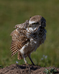 Burrowing Owl in SW Oklahoma
