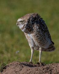 Burrowing Owl in SW Oklahoma