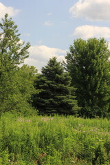 Fototapeta premium forest in summer