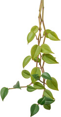 hoya carnosa or chelsea foliage isolated white background, wax plant or porcelain flower vine with green leaves close-up