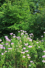 Fototapeta premium wildflowers in the forest