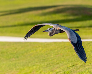 great blue heron in flight