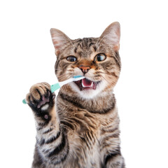 Cat holding toothbrush with his mouth on transparency background PNG
