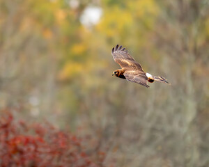 Northern Harrier flying
