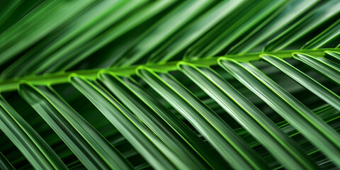 Palm leaf with diagonal lines close up, the texture of nature rainforest Palm Tree Leaf Silhouette Close Up Of A That Is Long And Leafy Green leaf palm, close-up. photo wallpaper with a palm tree wall - Powered by Adobe