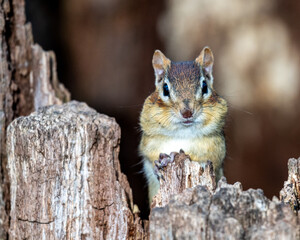 Chipmunk on tree