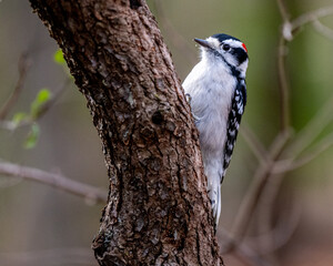woodpecker on tree