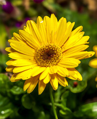 Gerbera daisy, a species of African daisies (Gerbera jamesoni). 
