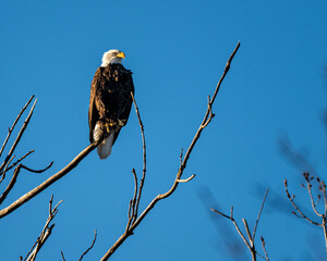 eagle on branch