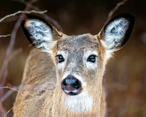 Deer portrait