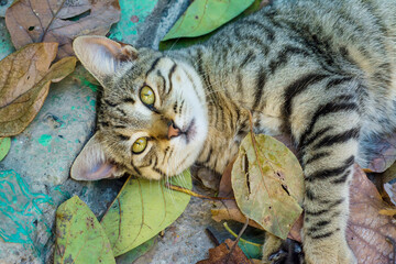 gato bonito, acostado en el piso jugando con hojas verde 