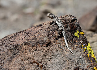 Long-nosed Leopard Lizard (Gambelia wislizenii) in the high desert of Nevada.
