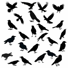 black silhouette of a crow