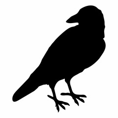 black silhouette of a crow