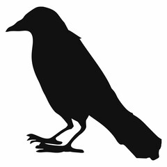 black silhouette of a crow