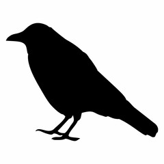 black silhouette of a crow