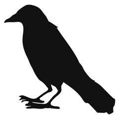 black silhouette of a crow