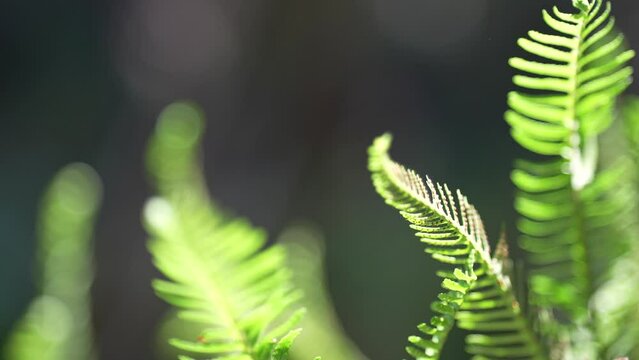 The close-up image shows a green fern leaf with intricate fronds. Blurred green fern leaves are visible in the background.