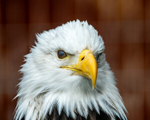 portrait of a eagle