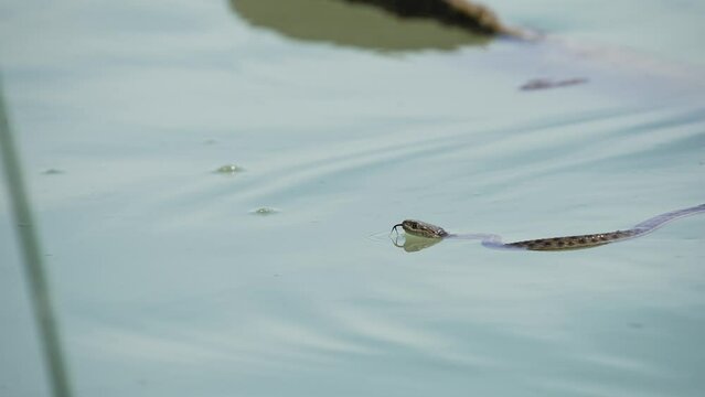 Garter Snake floating in water in the Provo River.