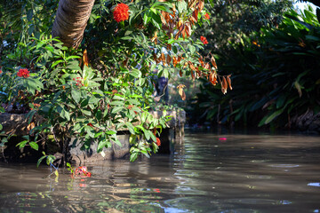 A flowering bush above the river