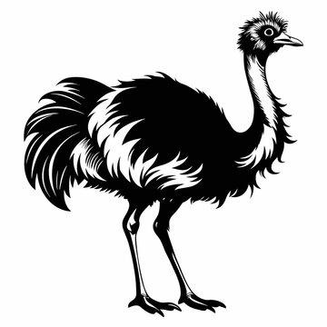 recommend clip art: Ostrich vector silhouette illustration isolated on a white background. 