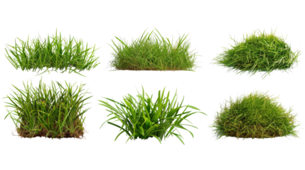 set of grass on tranparent background isolated png