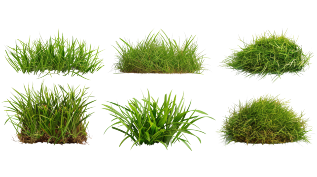 set of grass on tranparent background isolated png