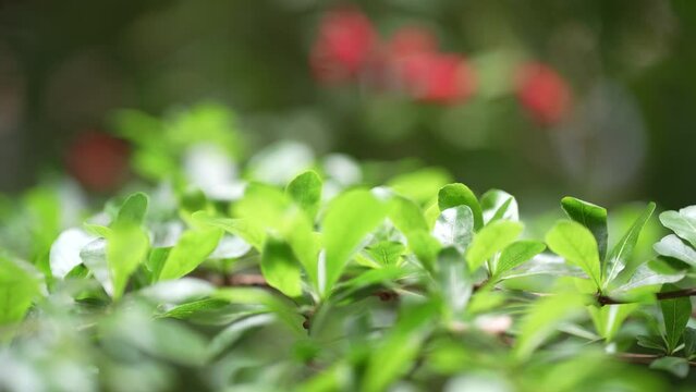 Close-up of several green leaves on a branch.