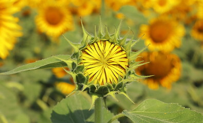 close up of beautiful yellow color common sunflower (helianthus annuus) in bloom in the field in summer season, oil seed crops cultivation in india