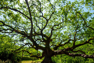 The Oak of the Witches - Italy