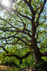 The Oak of the Witches - Italy