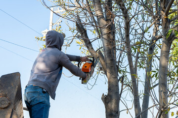 man cutting down a tree branches with a chainsaw in a road construction