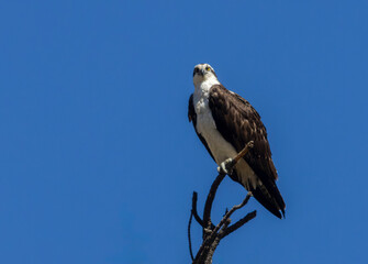Osprey on a Pine Tree