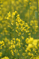Mustard flower field is full blooming, yellow mustard field landscape industry of agriculture, mustard flowers closeup photo