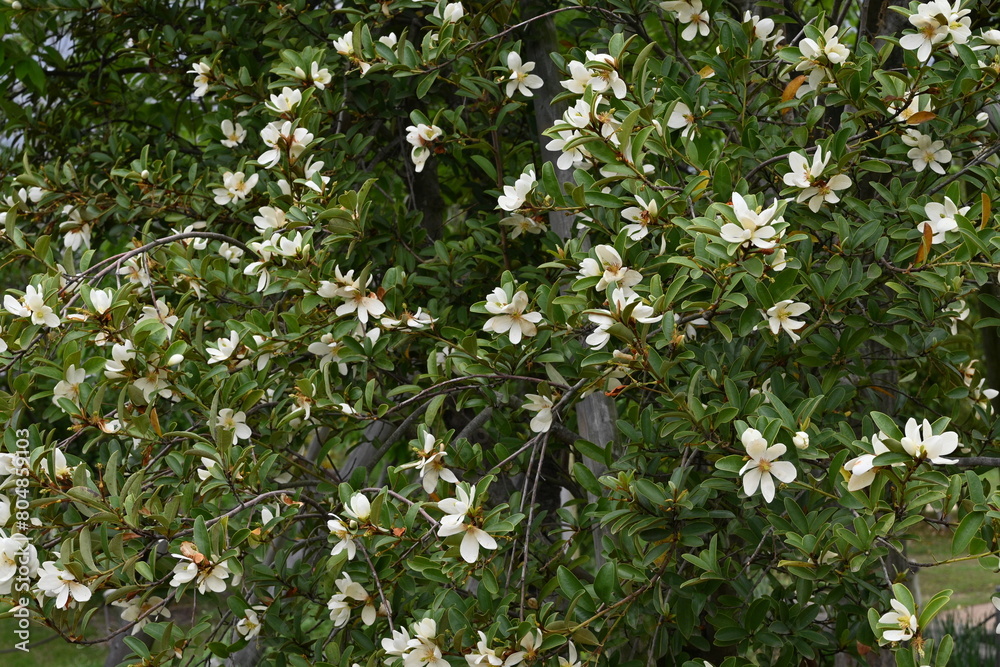 Sticker Michelia yunnanensis flowers. Magnoliaceae evergreen tree. Many fragrant white flowers bloom from April to May.