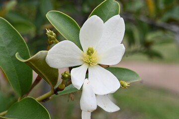 Michelia yunnanensis flowers. Magnoliaceae evergreen tree. Many fragrant white flowers bloom from April to May.