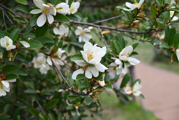Fototapeta premium Michelia yunnanensis flowers. Magnoliaceae evergreen tree. Many fragrant white flowers bloom from April to May.