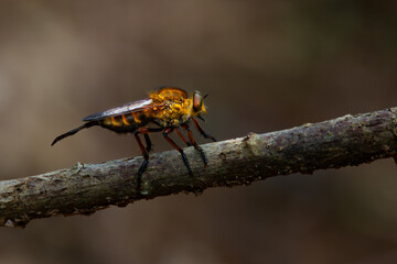 Black-stripped yellow robber fly or often called tiger robber fly in indonesia from the family asilidae, perching on a branch, natural bokeh background