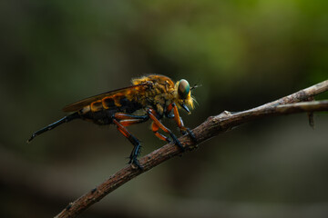 Black-stripped yellow robber fly or often called tiger robber fly in indonesia from the family asilidae, perching on a branch, natural bokeh background