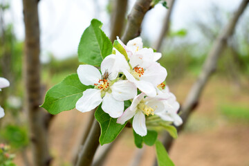Fresh spring blossom of apple tree with green leaves, Flowering apple tree, Beautiful flowers of apple trees in spring, Spring background, flowering trees, Apple tree, flower, closeup