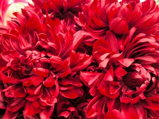 Red flower is made from Plastic . Plastic background pattern