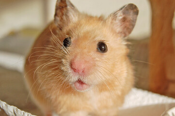 Golden hamsters pose with cute expressions