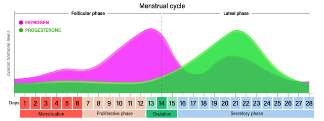 Menstrual cycle. Ovarian hormone levels chart vector. Estrogen and Progesterone. Menstruation, Proliferative phase, Ovulation and Secretory phase.