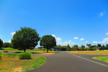 青空と木々と真っ直ぐに伸びた歩道の公園の風景1