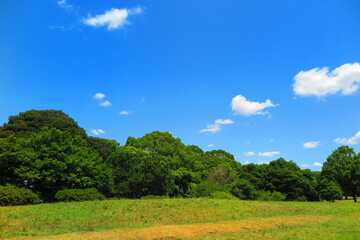 大きな広場と緑生い茂る森林の風景5