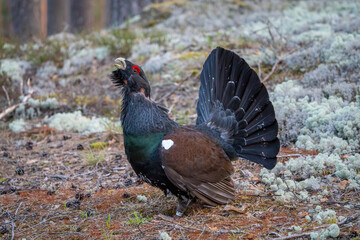 The western capercaillie (Tetrao urogallus), also known as the Eurasian capercaillie, wood grouse, heather cock, cock-of-the-woods, or simply capercaillie.