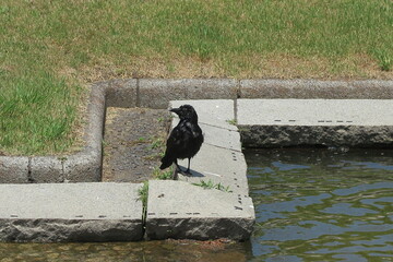 カラスと水路の風景1