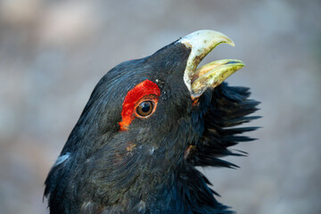 The western capercaillie (Tetrao urogallus), also known as the Eurasian capercaillie, wood grouse, heather cock, cock-of-the-woods, or simply capercaillie.
